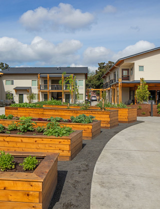 NAYA Generations community gardens